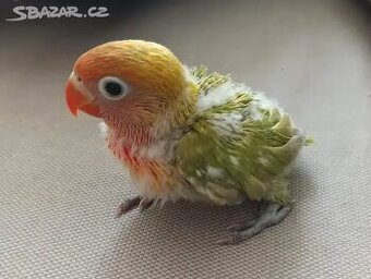 Agapornis Fišerů
