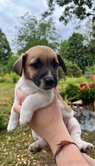 Štěňata Jack Russel Teriér na prodej - kluci