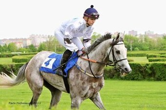 Anglický plnokrevník - ELSA LUCIA (IRE) - 1