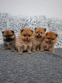 Pomerian Pomeranian oranžový špic