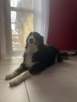 Vánoční štěnata