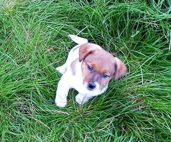 Jack russell terier krásná fenečka na odběr