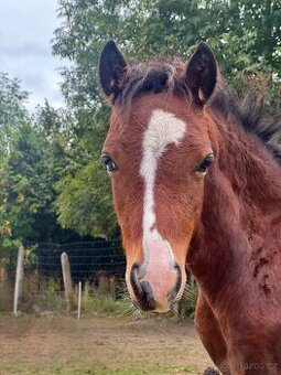 Prodám letošníhi hřebečka welsh pony of cob type sekce C