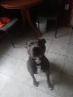 Americký stafordšírský teriér