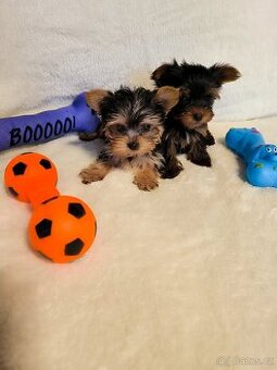 Jorkšírský teriér