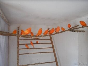 Kanár červený - 1