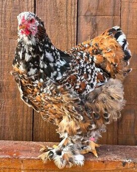 Koupim slepičky Brahmánka porcelan