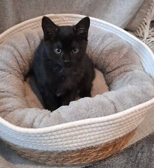 🐾 Dvě černá koťátka - Princ a Pixie