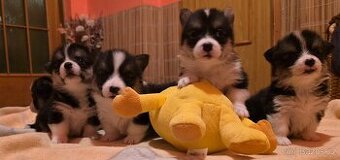 Welsh corgi pembroke  s PP