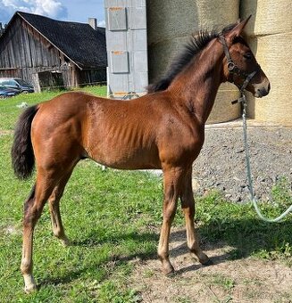 APH letošní hřebeček
