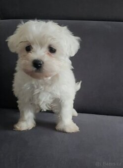 Maltézáček, Maltézský psík