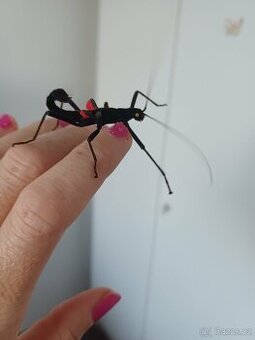 Strašilky ďábelské - 1