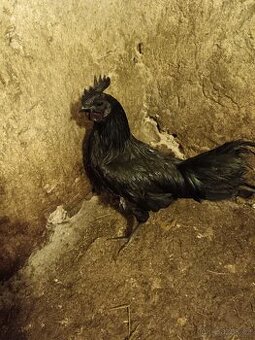 Ayam Cemani
