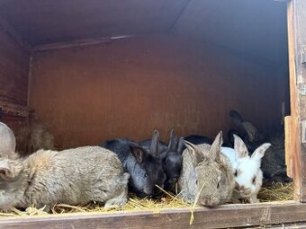 Králíci na chov mláďata