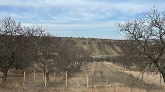 Zahrada Němčičky u Hustopečí - 358m, příjezd až k pozemku