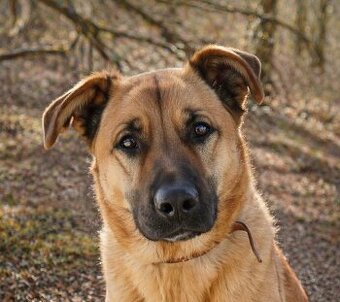 YOGI - kastrovaný psík 4 roky