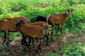 Prodám jehňata kamerunské ovce