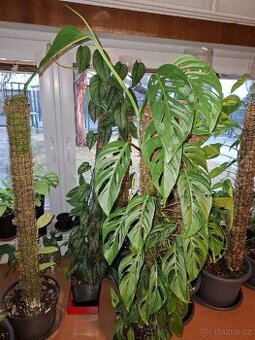 Monstera adansonii narow form