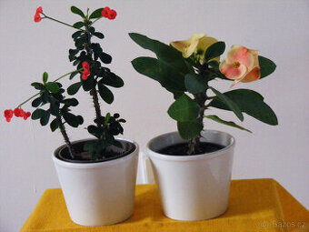 Euphorbia milii - pokojovka