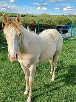 Klisnička Quarter horse 1 rok