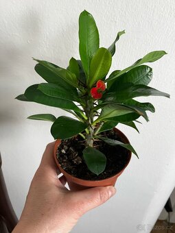 Euphorbia millii “Trnová koruna”