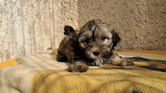 Maltipoo