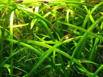 Neoheterandria elegans (Živorodka sličná) - 1