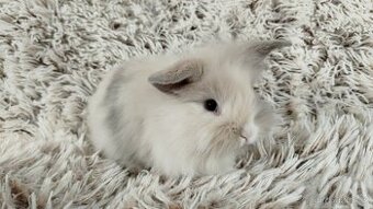 Zakrslý králík, králíček-(lvíček)-VIKTOR