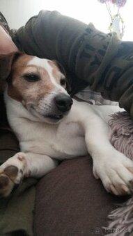 Krytí Jack Russell teriér