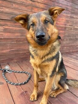 OMAR - cca 14 kg, psík 2 roky
