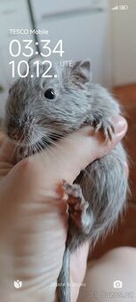 Osmák degu
