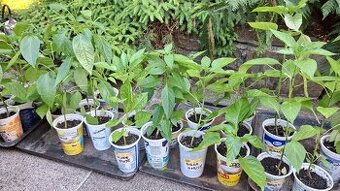Sazenice chilli