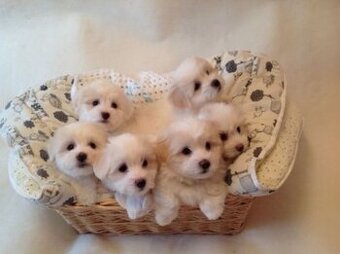 Bichon Frisé