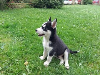 Sibiřsky husky / hasky
