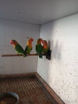 Agapornis Fišeri