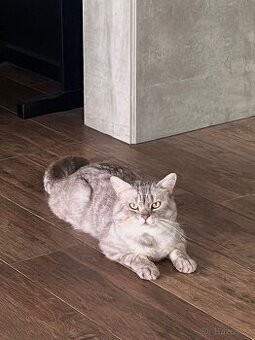 krytí britským kocourem