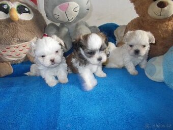 prodám Shih - Tzu