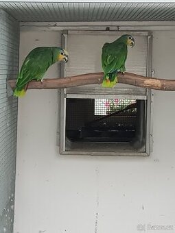 Amazoňan oranžovokřídly