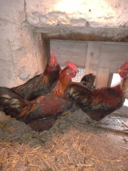 REZERVACE Letošní Kohouti