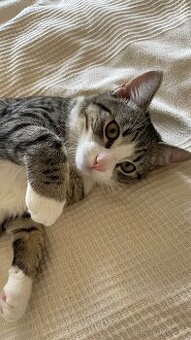 Daruji kastrovaného kocoura