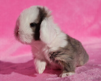 Zakrslí beránci NHD samečci .