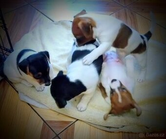 Štěňátka JACK RUSSEL TERIER