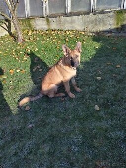 Belgický ovčák×s Německým ovčakem