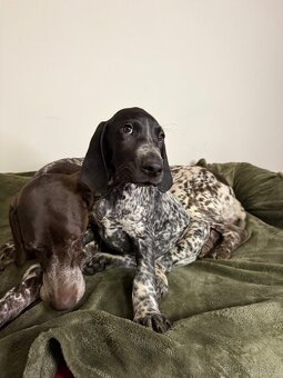 Německý krátkosrstý ohař - odběr možný ihned