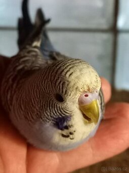 Prodám andulku pro děti