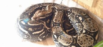 Hroznýš královský 100%DH Kahl Albino Leopard