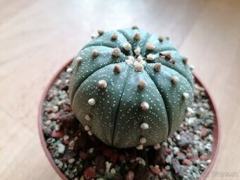 Hezký beztrnný kaktus Astrophytum Asterias Mexiko USA