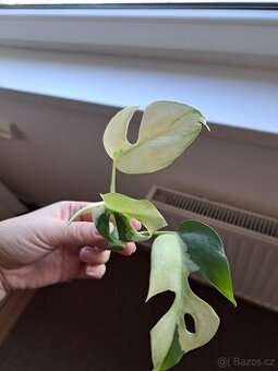 Monstera minima variegata / rhapidophora tetrasperma variega