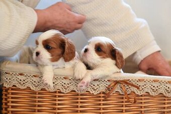 Šteniatka Cavalier King Charles Spaniel