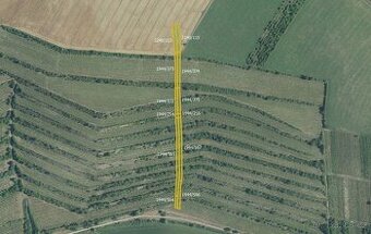 Sady, vinice, prodej, Morkůvky, Břeclav